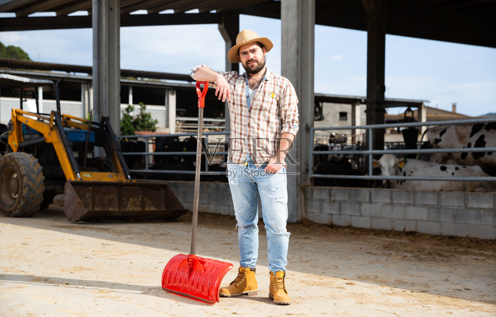 自信的年轻奶场主站在拖拉机附近的背景奶牛在畜栏照片摄影图片