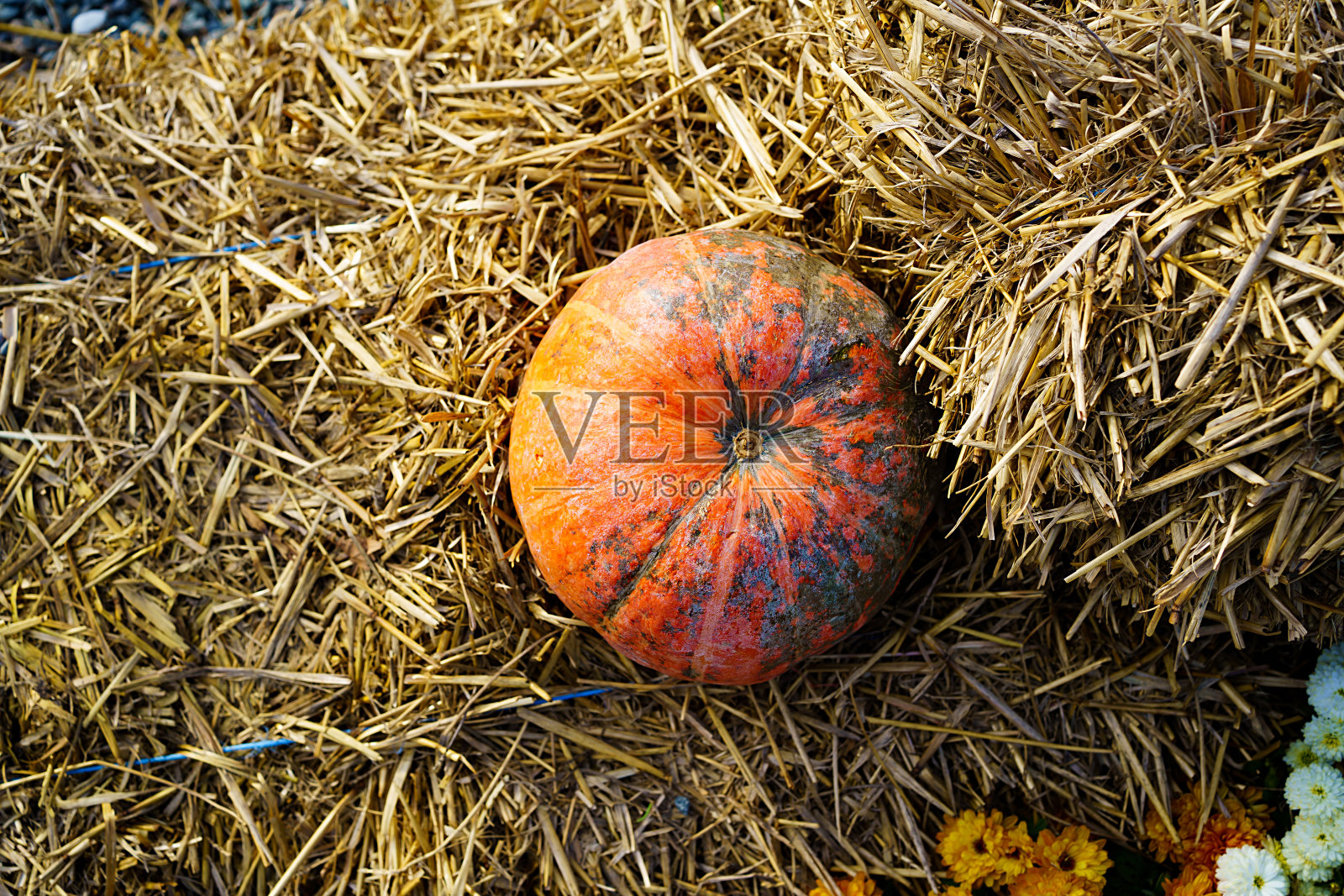 干草背景下的南瓜。秋天的收获。照片摄影图片