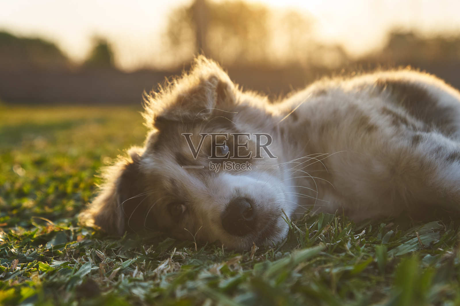 可爱的狗宝宝照片摄影图片