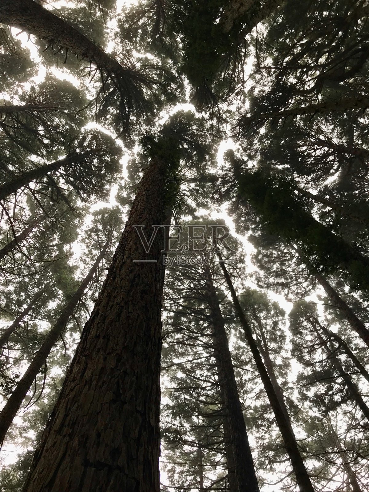 森林的树冠照片摄影图片