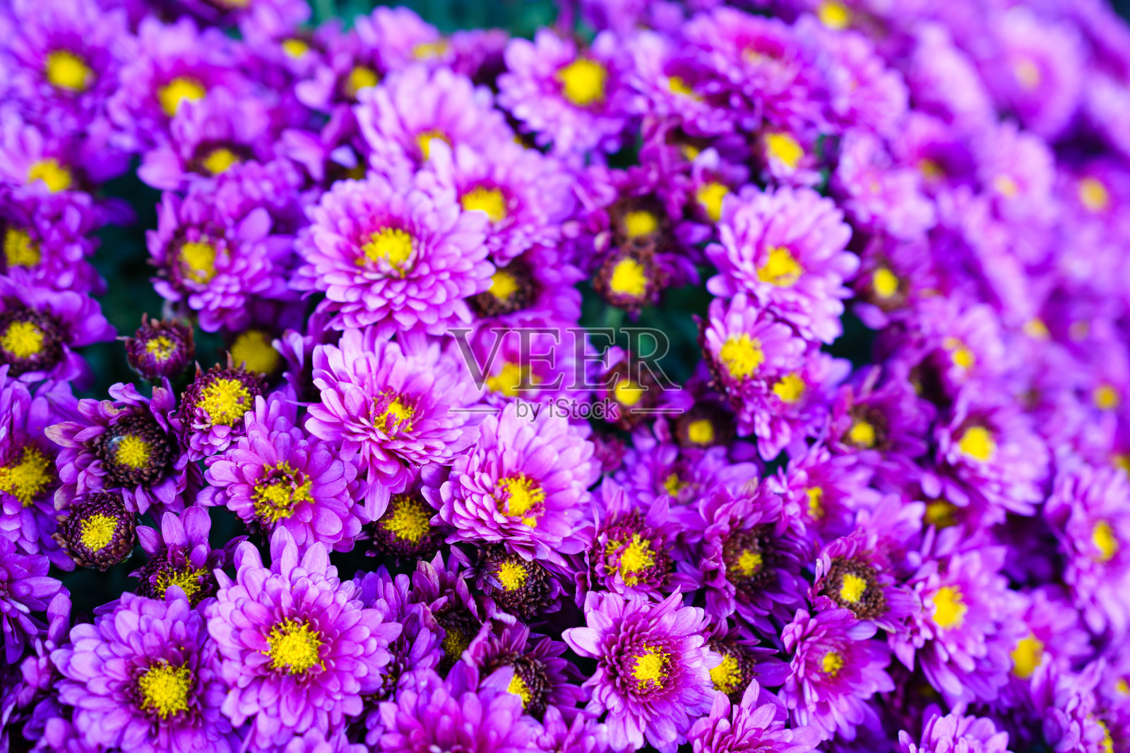 紫色的菊花在花坛上。花的背景。照片摄影图片