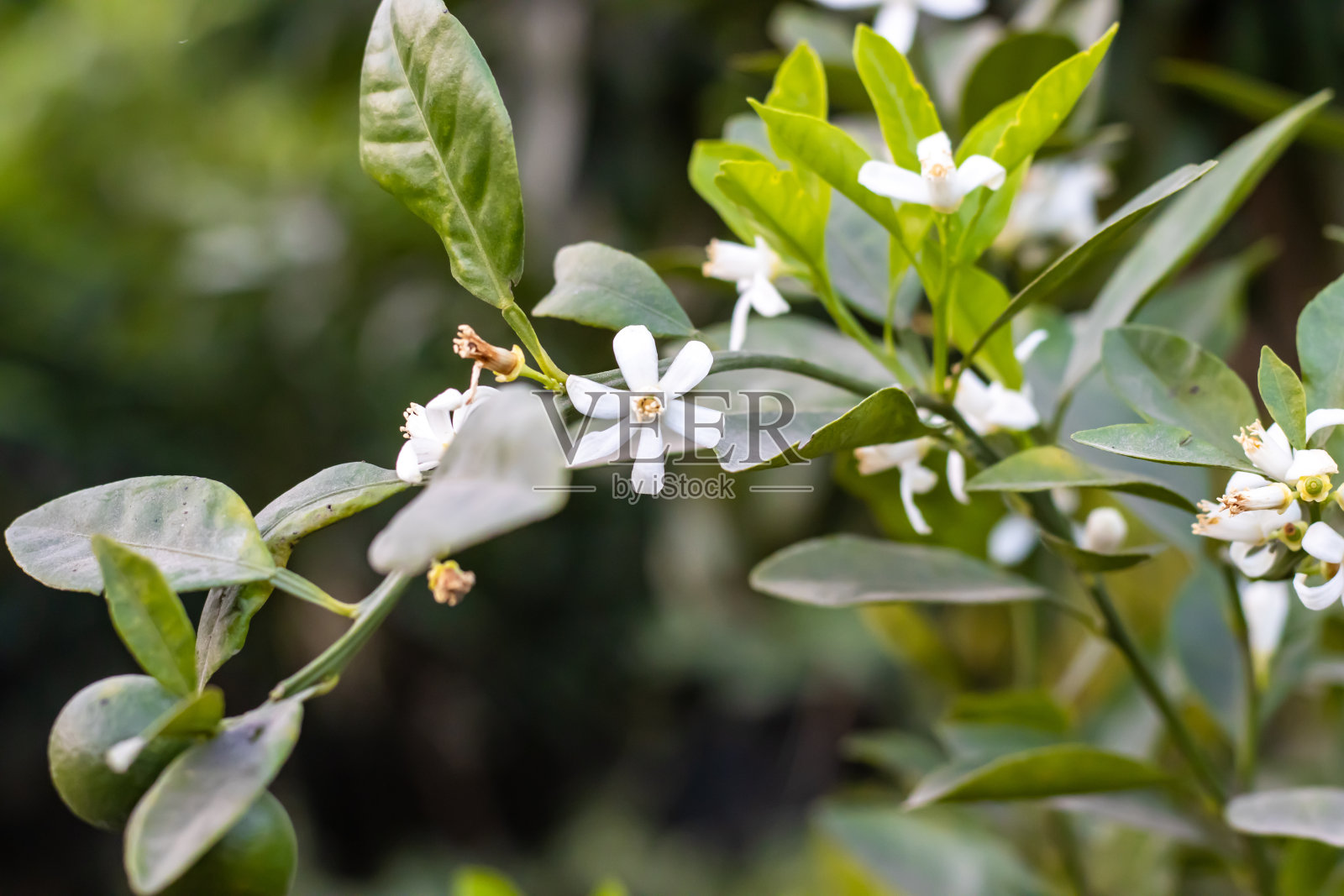 近距离拍摄的白橙色水果花与绿色的橘子和树叶在花园里的树上照片摄影图片