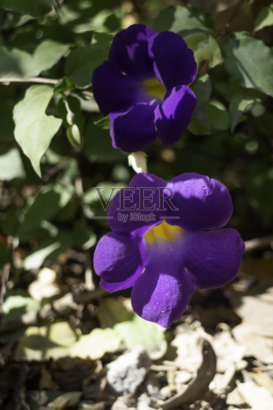 野花在自然界中盛开照片摄影图片