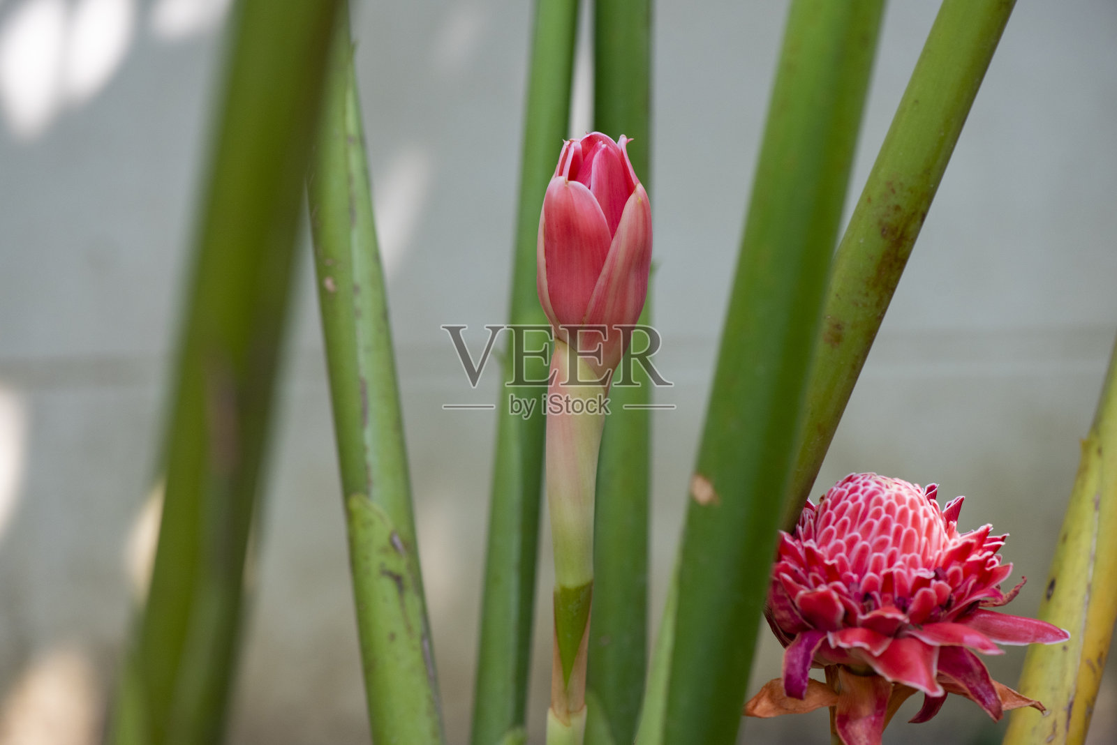 火炬姜照片摄影图片