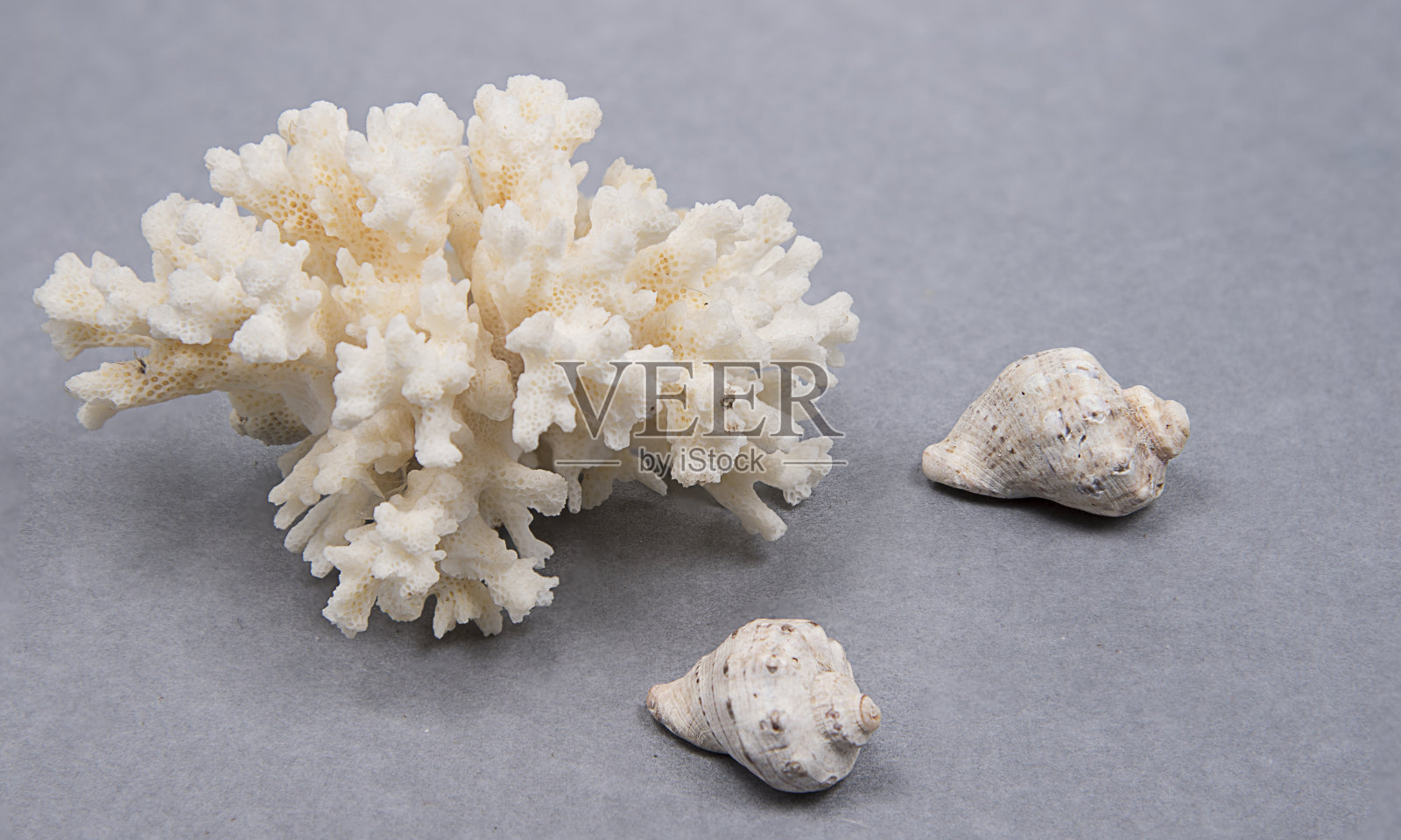 在灰色背景上的海白色珊瑚和海贝壳的天然分支照片摄影图片