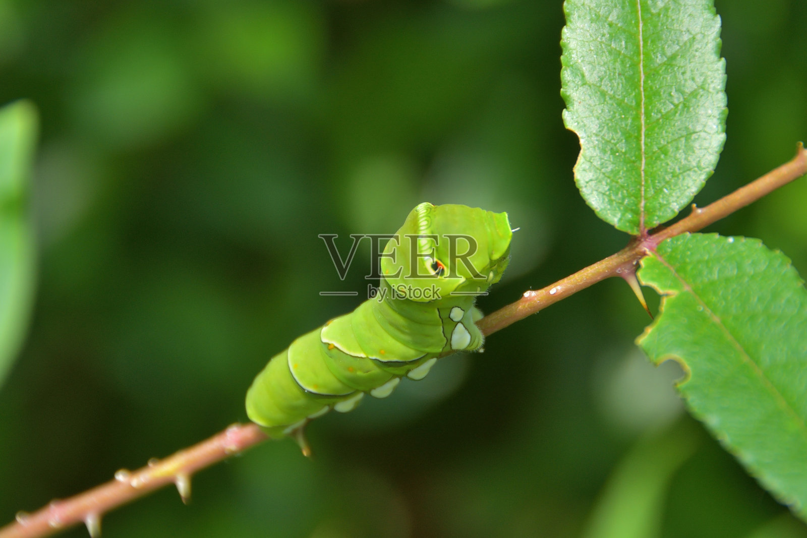 燕尾蝶卡特彼勒照片摄影图片