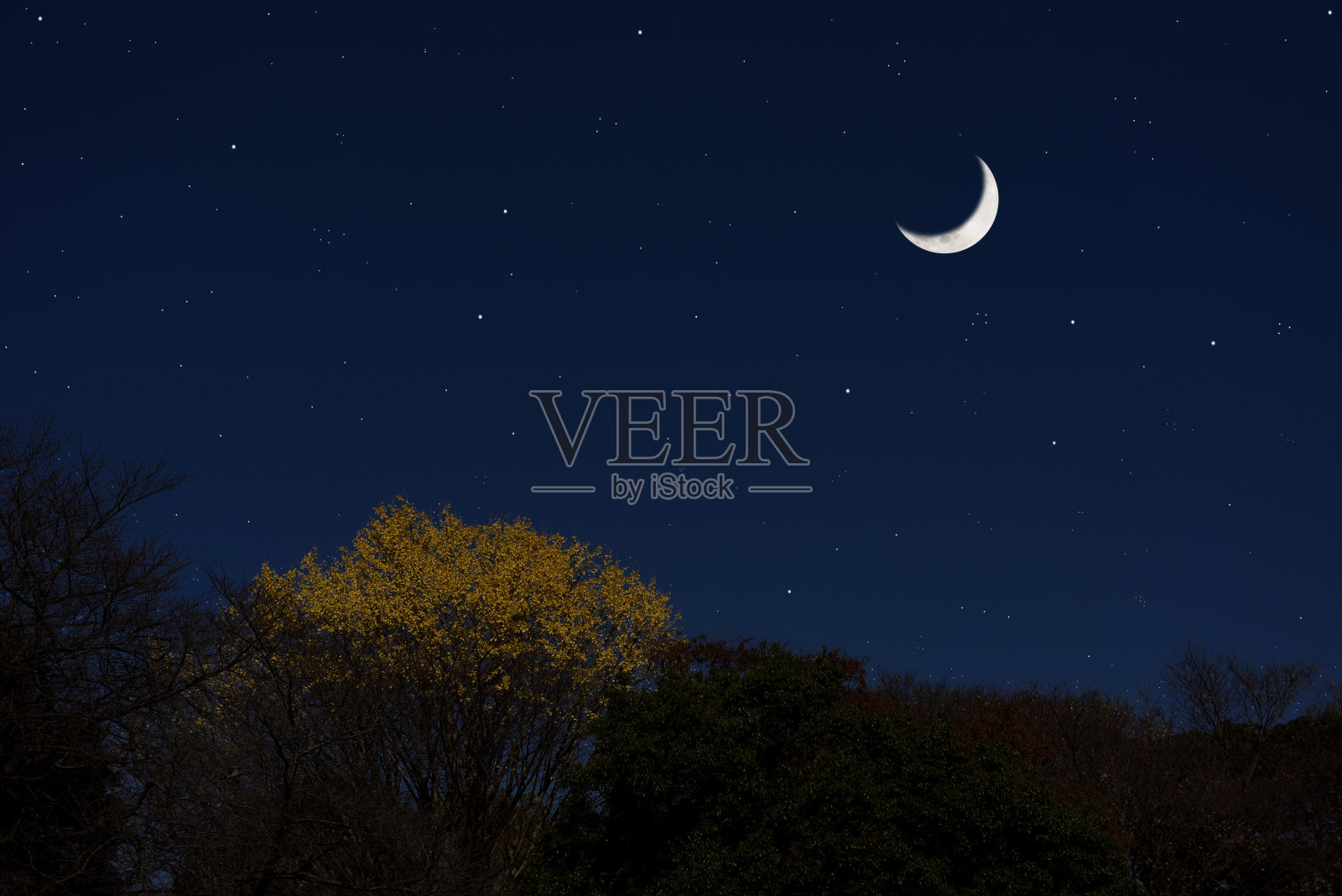 新月从银杏树上升起照片摄影图片