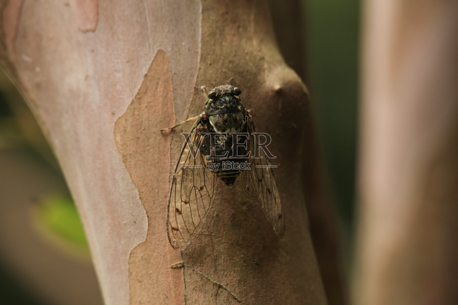 海亚莱萨·马库拉蒂库斯照片摄影图片