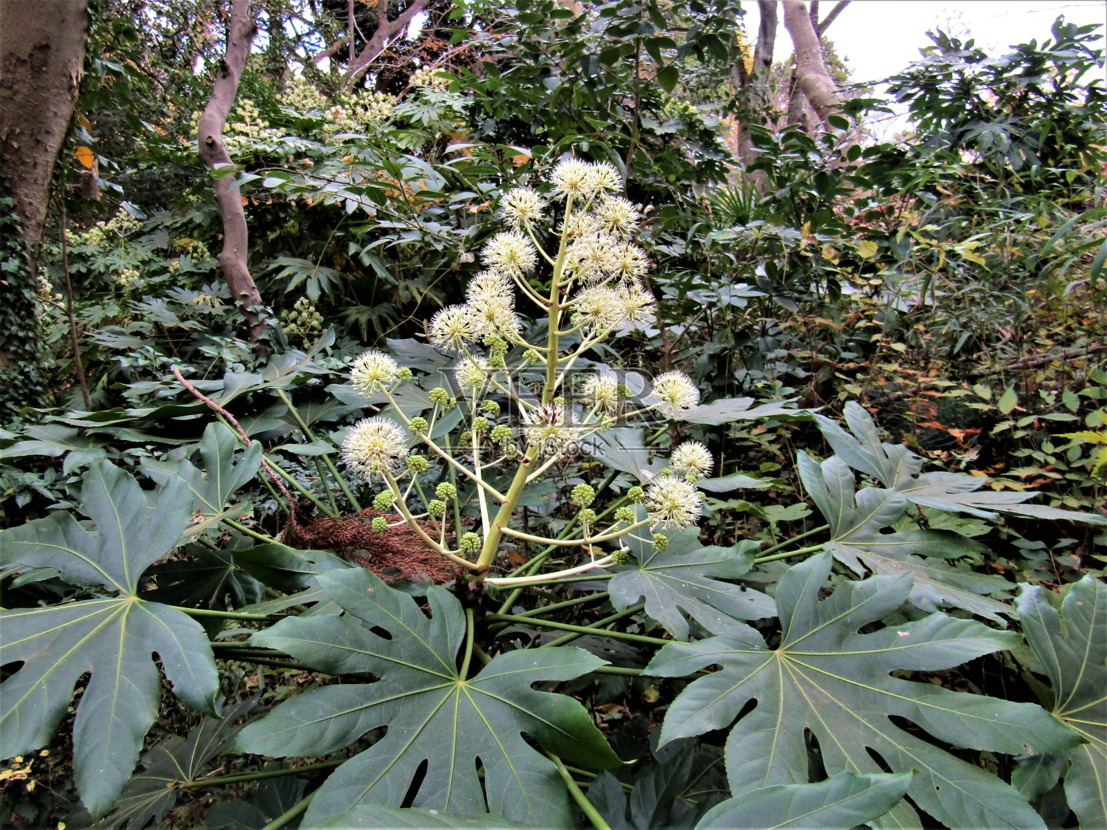 日本。11月。秋天的背景。照片摄影图片