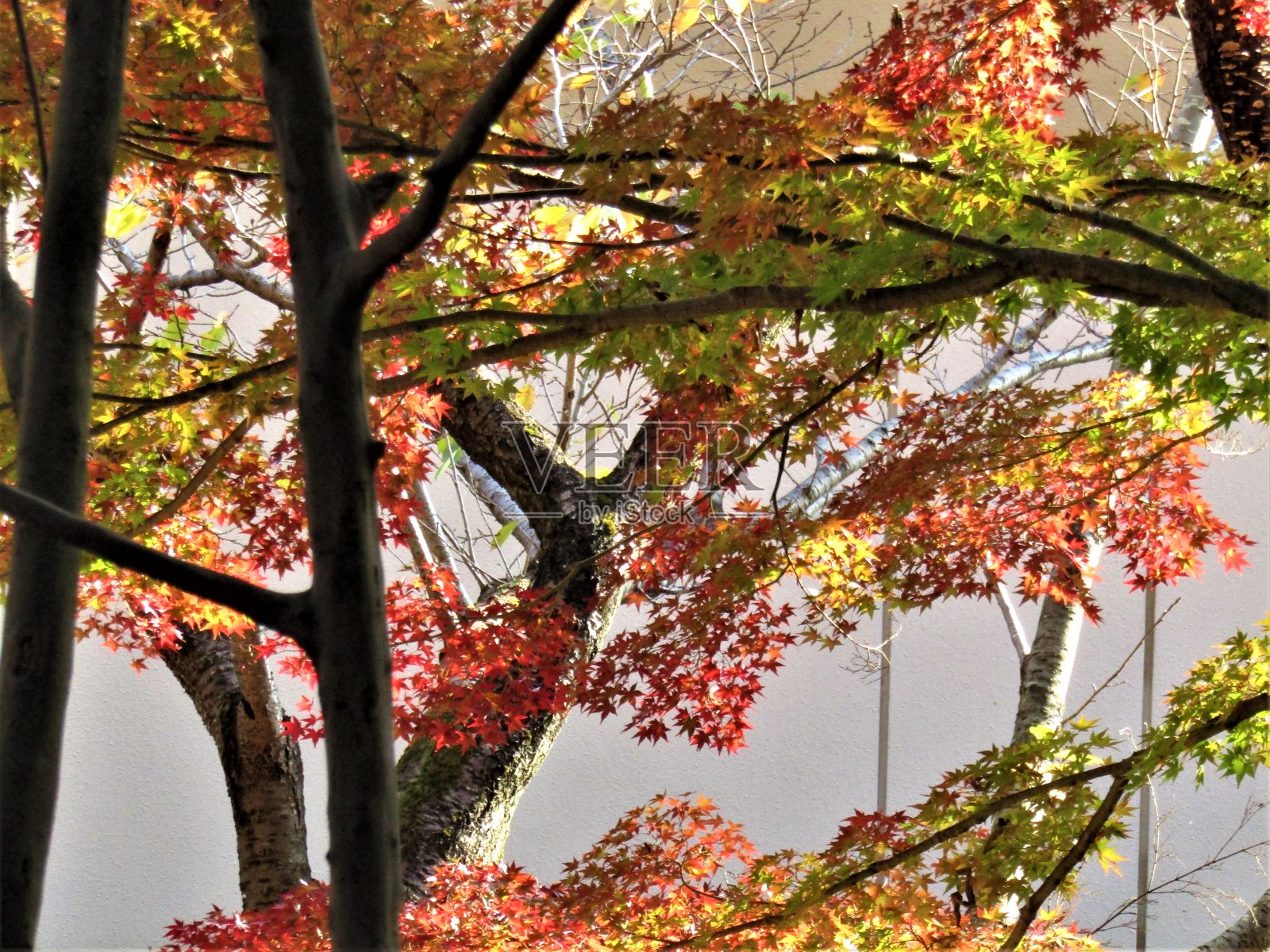 日本。11月。秋天的背景。照片摄影图片
