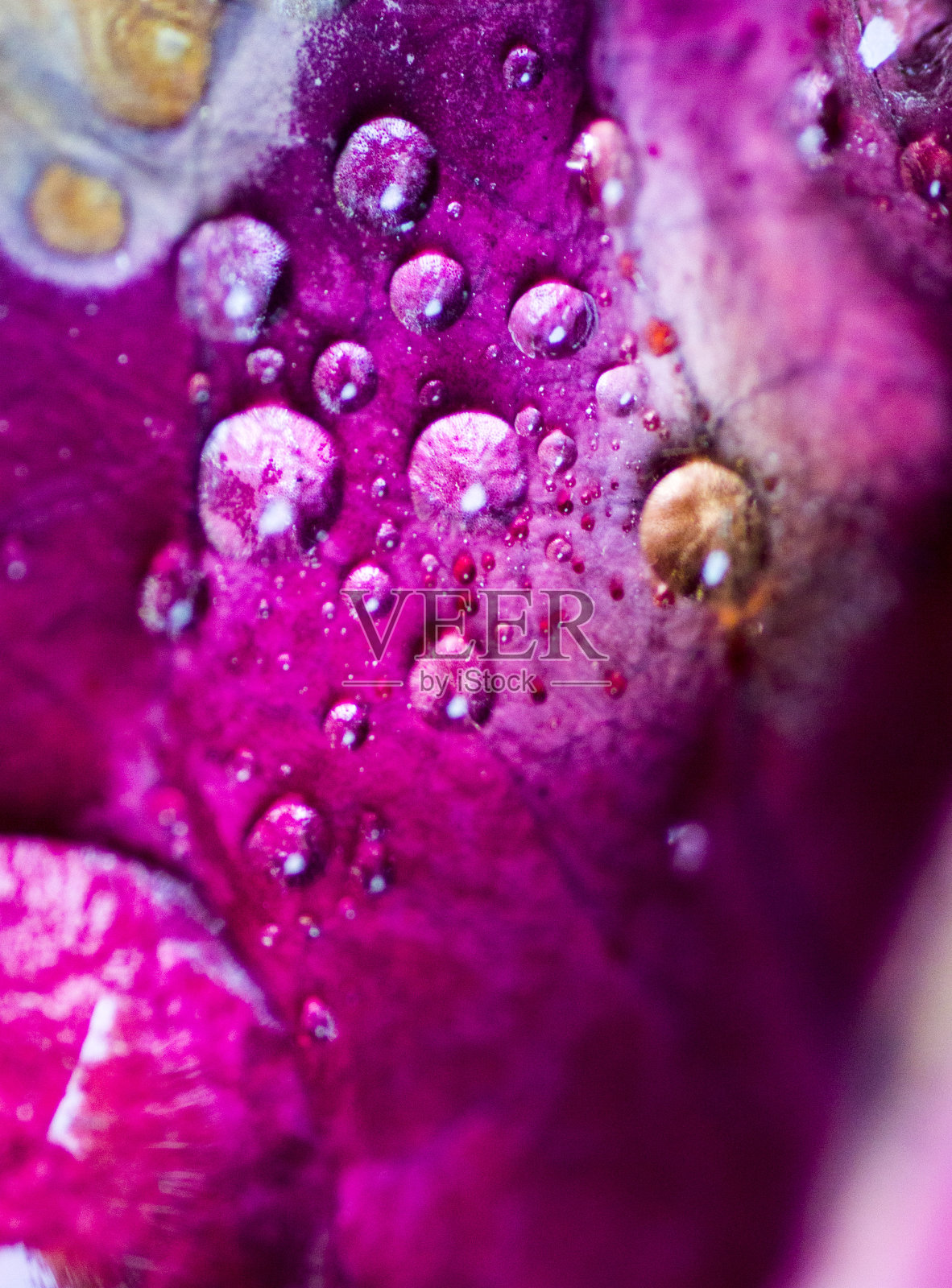 带露水的叶子照片摄影图片