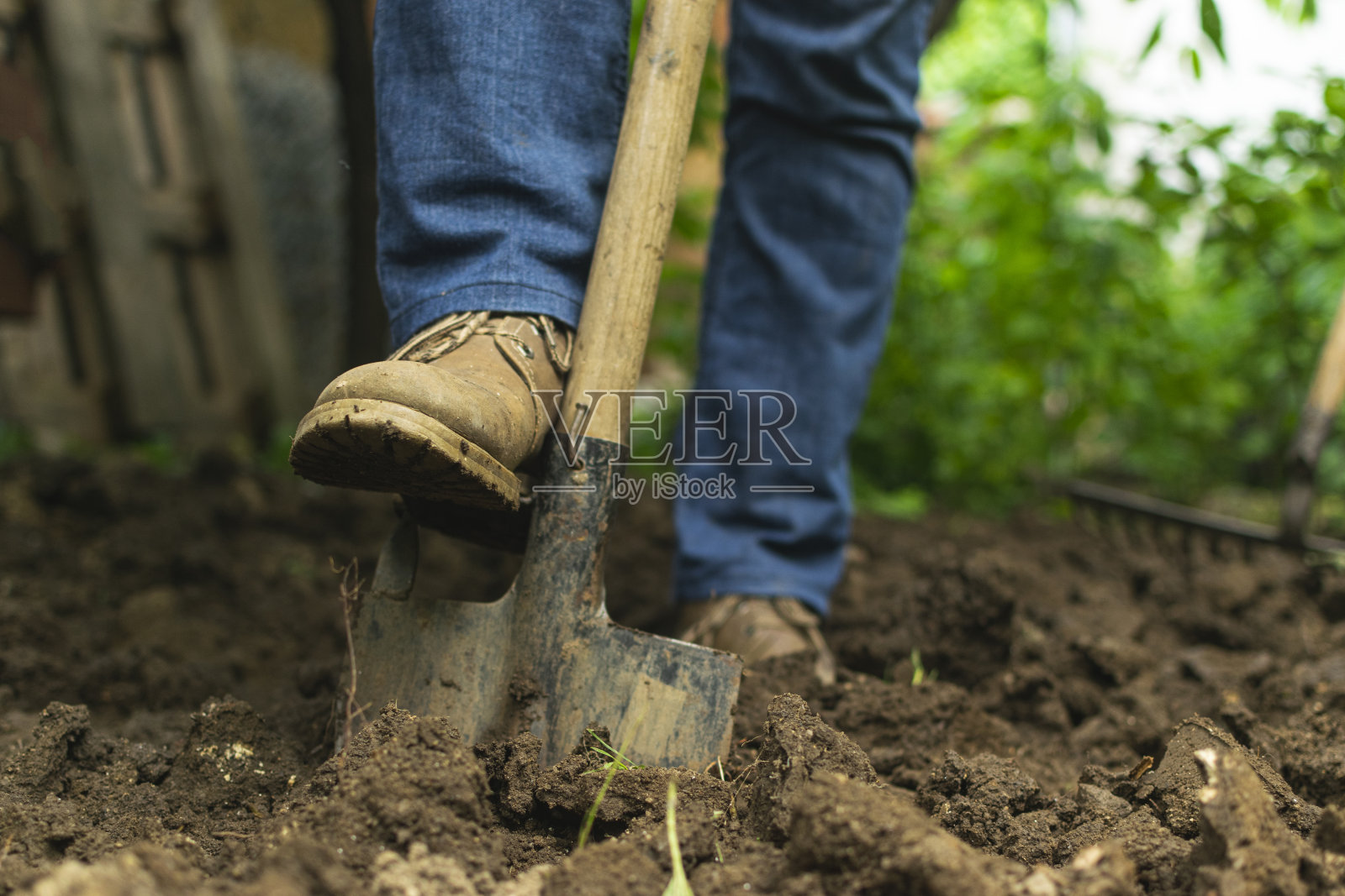 园丁在花园里挖土。春季准备播种的土壤。照片摄影图片