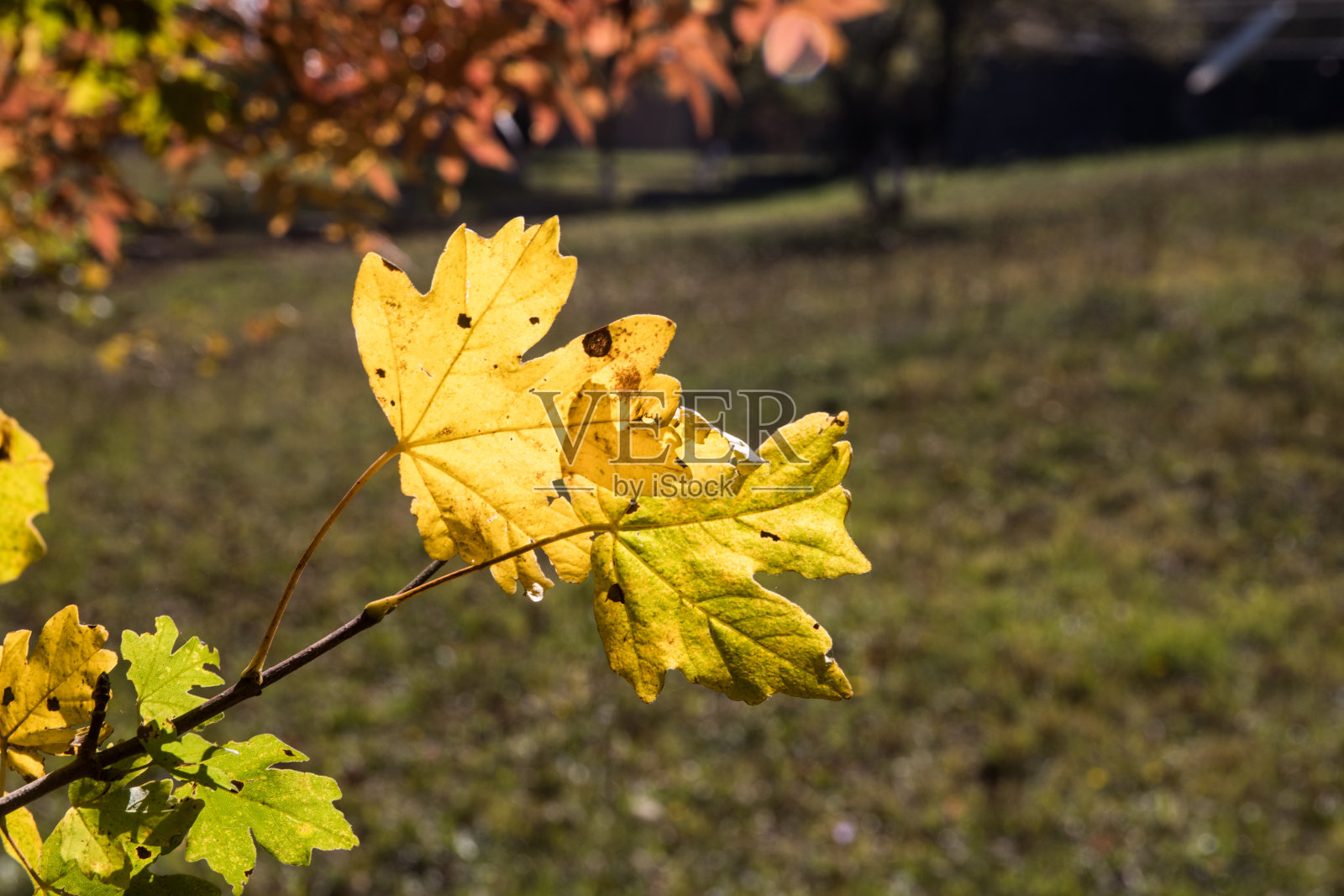 日落时分，美丽的秋日森林和柏油山路。美丽的风景与空的道路，树木和阳光在傍晚的秋天。旅游的背景。自然照片摄影图片