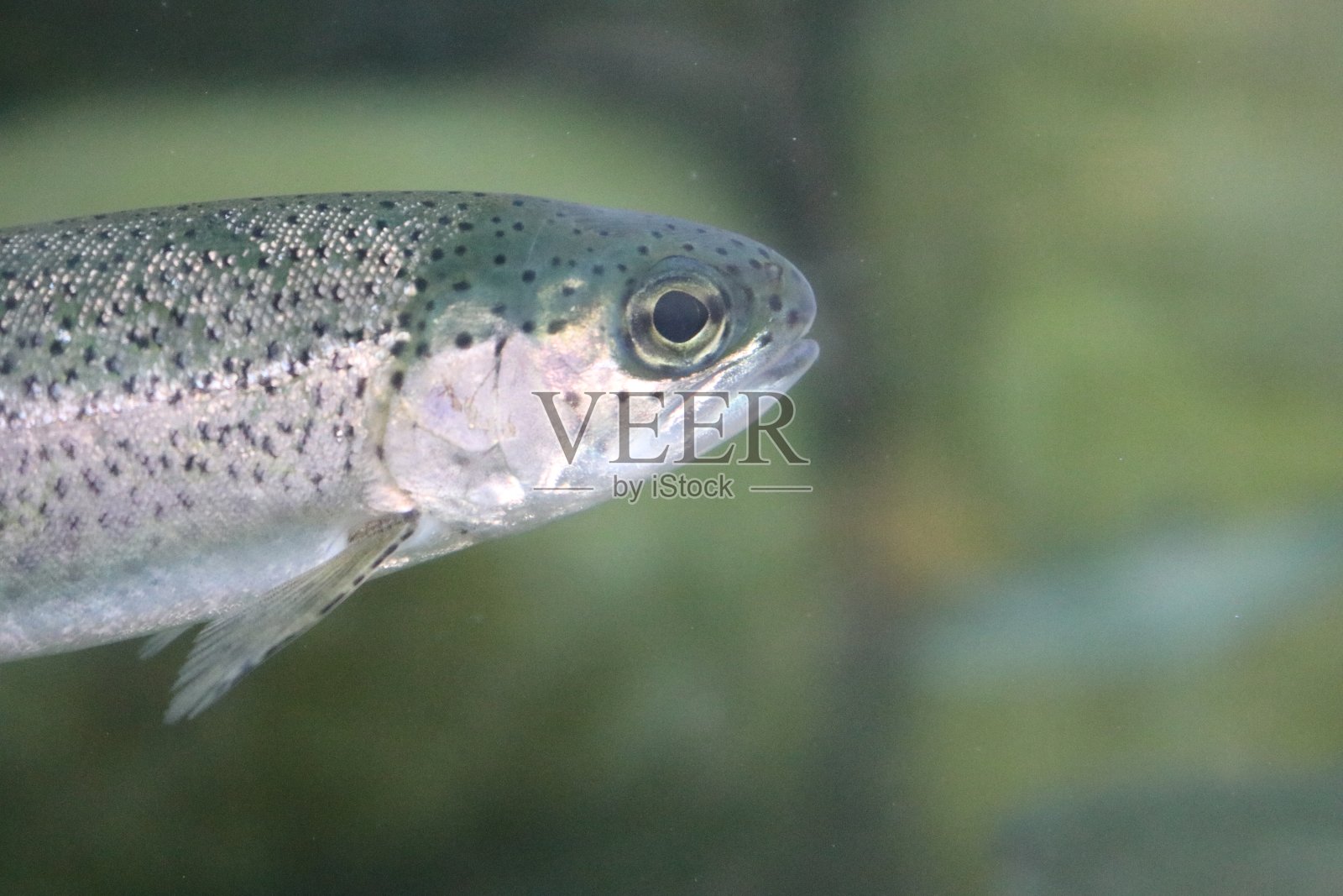 虹鳟鱼照片摄影图片