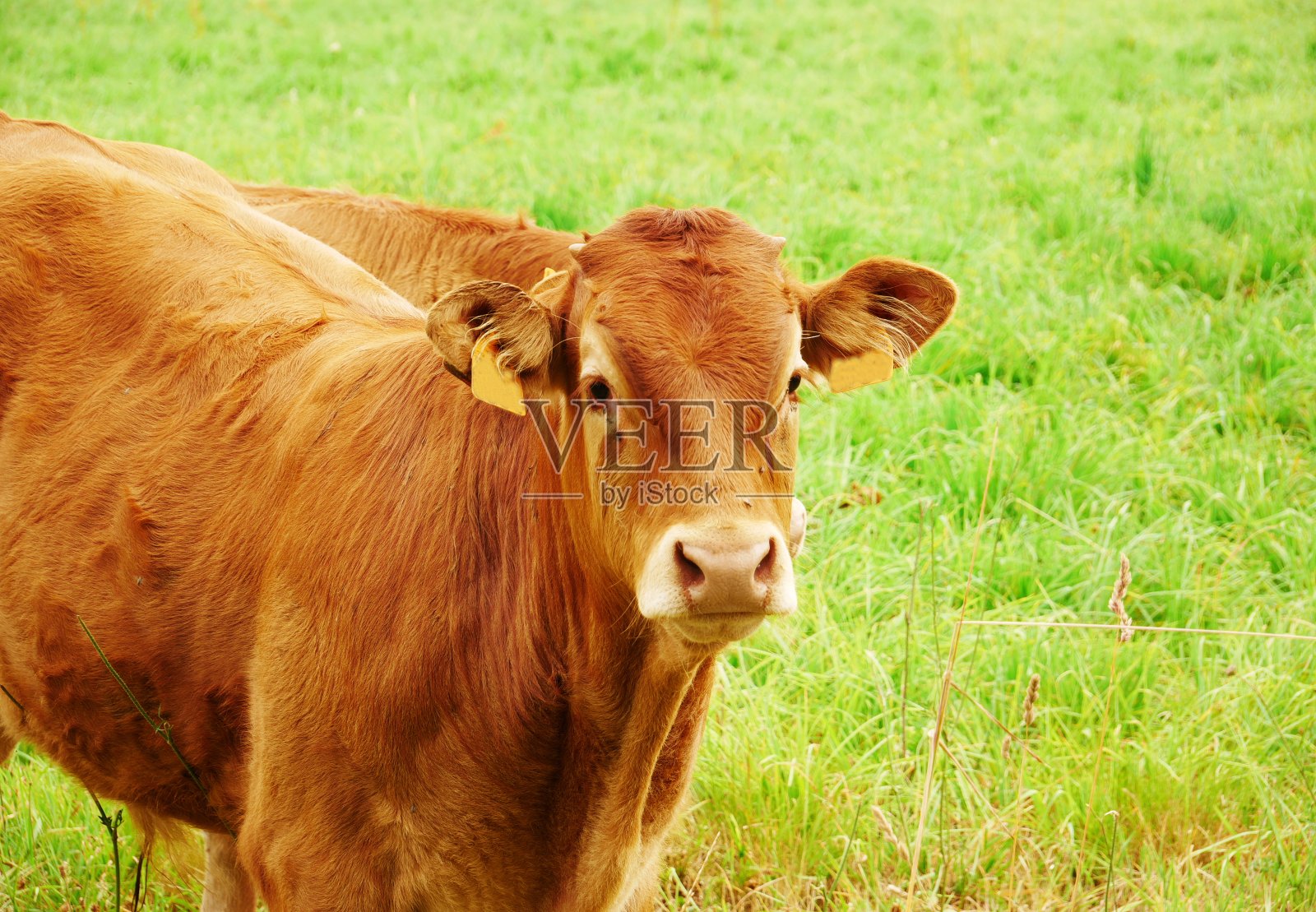 法国南部的棕色牛头照片照片摄影图片