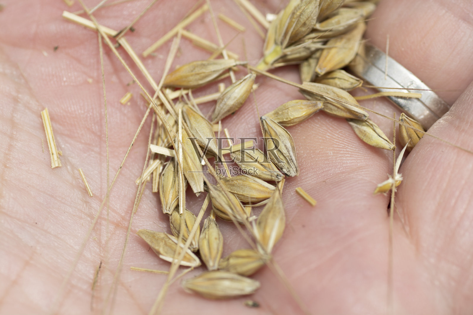 棕榈中的大麦。关闭了。宏。手的细节是大麦。照片摄影图片