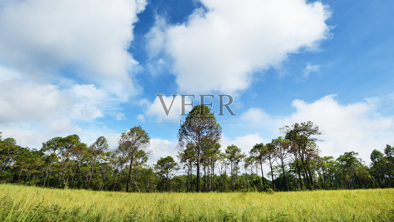 美化大树照片摄影图片