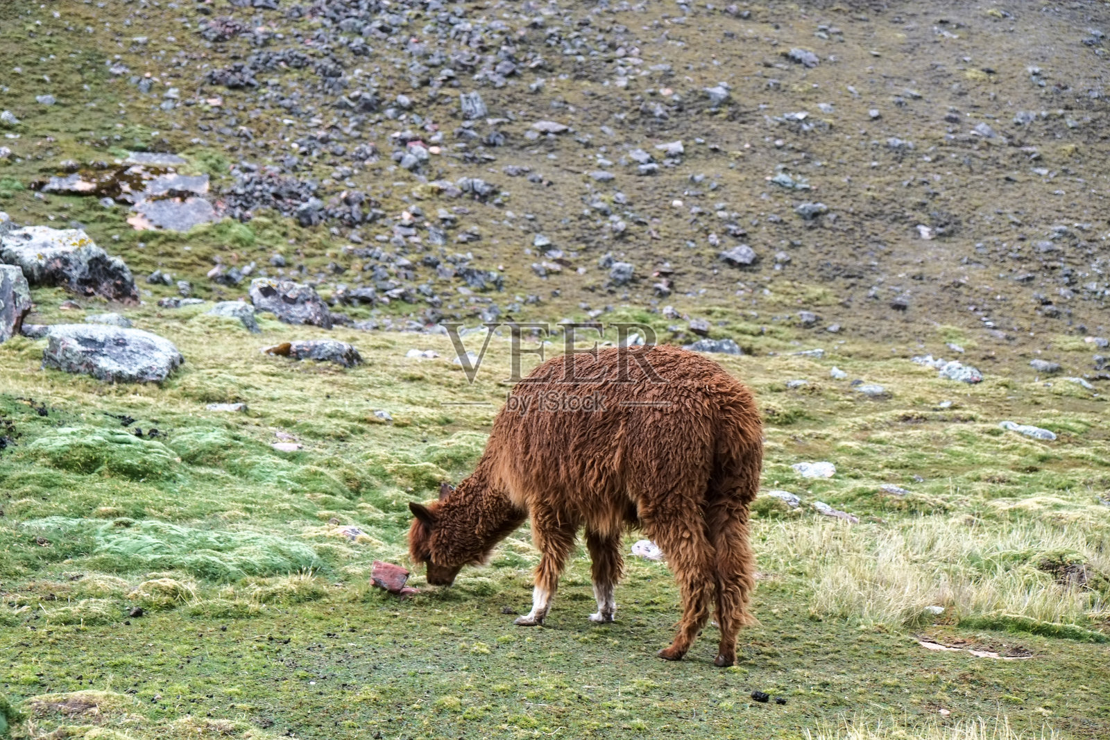 阿尔卑斯山的动植物突然出现在南美洲秘鲁的安第斯山脉照片摄影图片