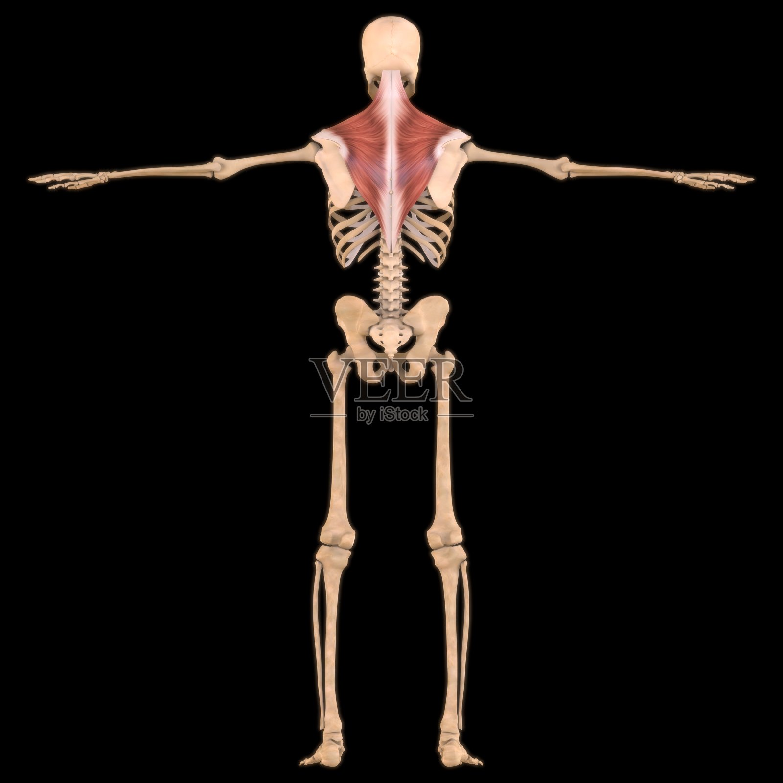 斜方肌解剖医学概念3D插图照片摄影图片