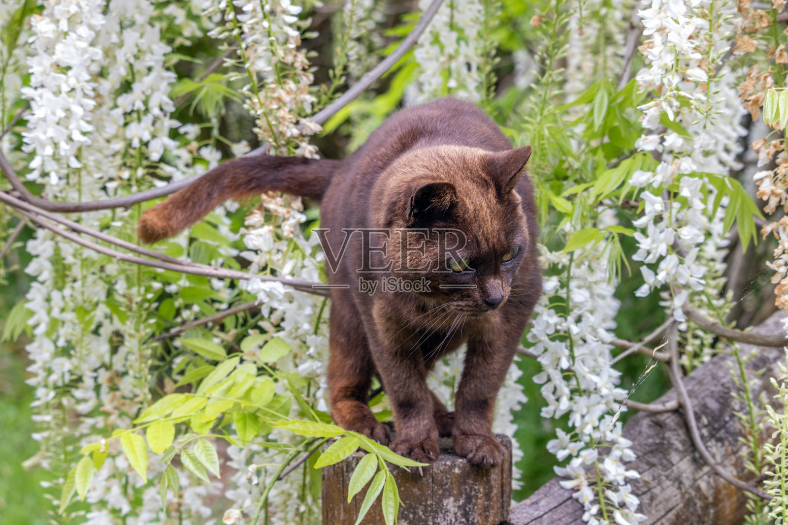 白花间的猫照片摄影图片