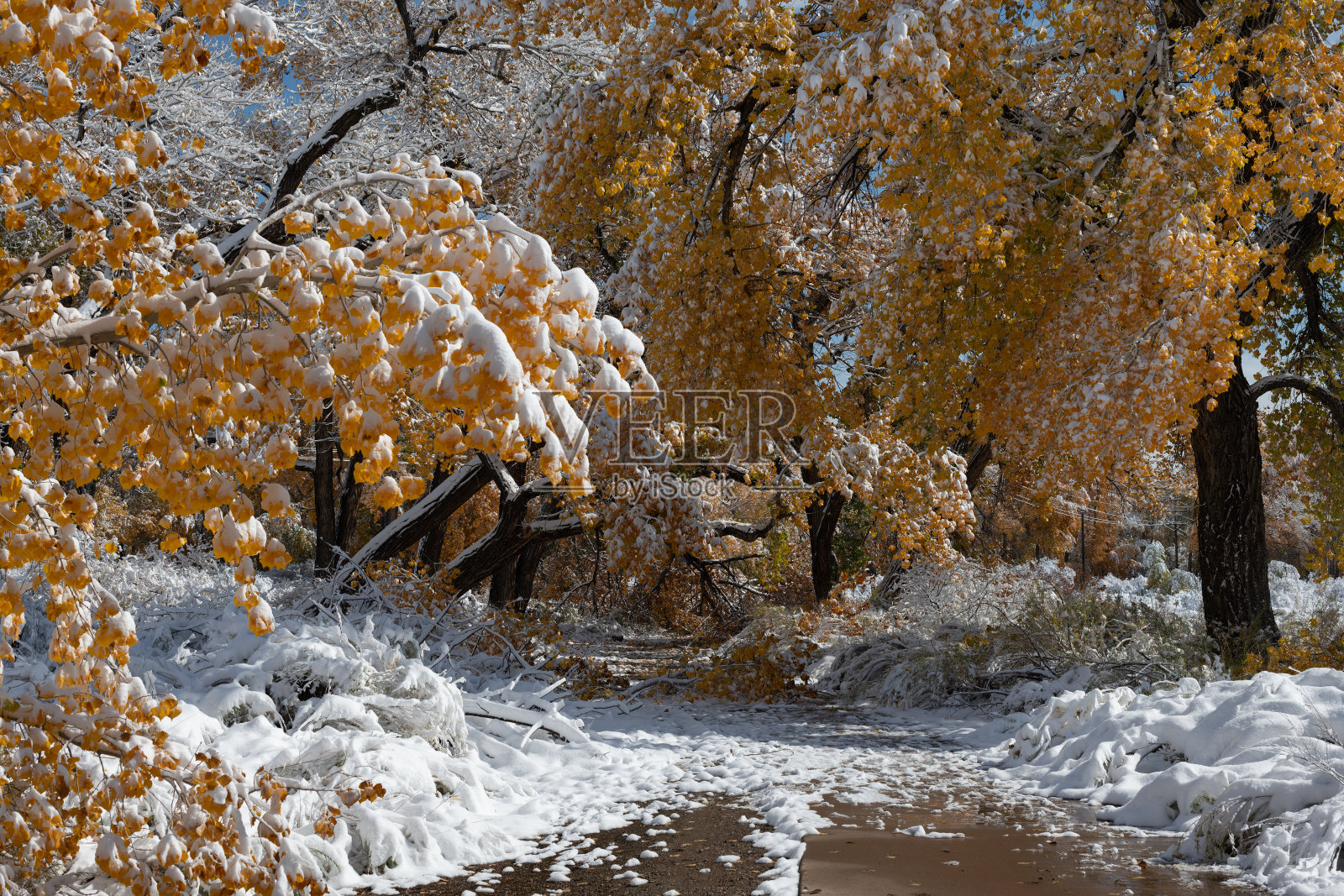 金色棉杨上的雪照片摄影图片