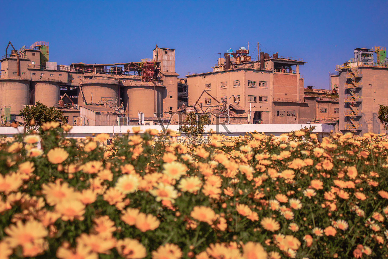 在Keratsini的一个废弃工厂前的鲜花照片摄影图片
