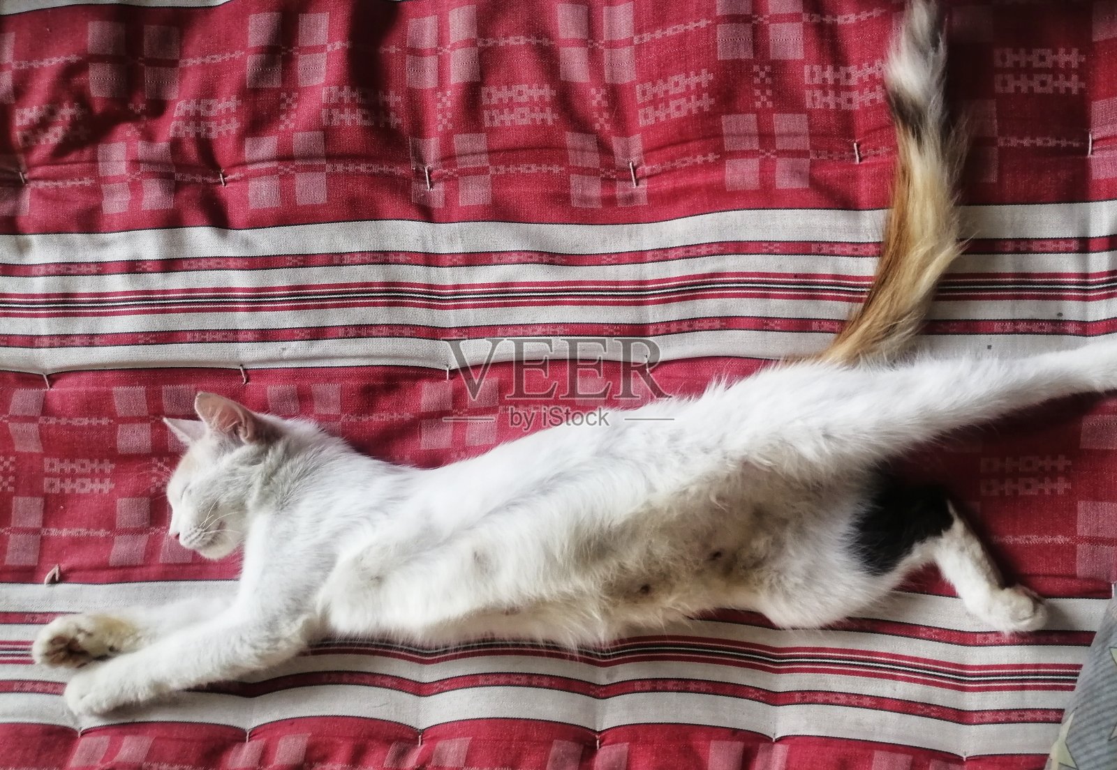 睡觉的猫照片摄影图片