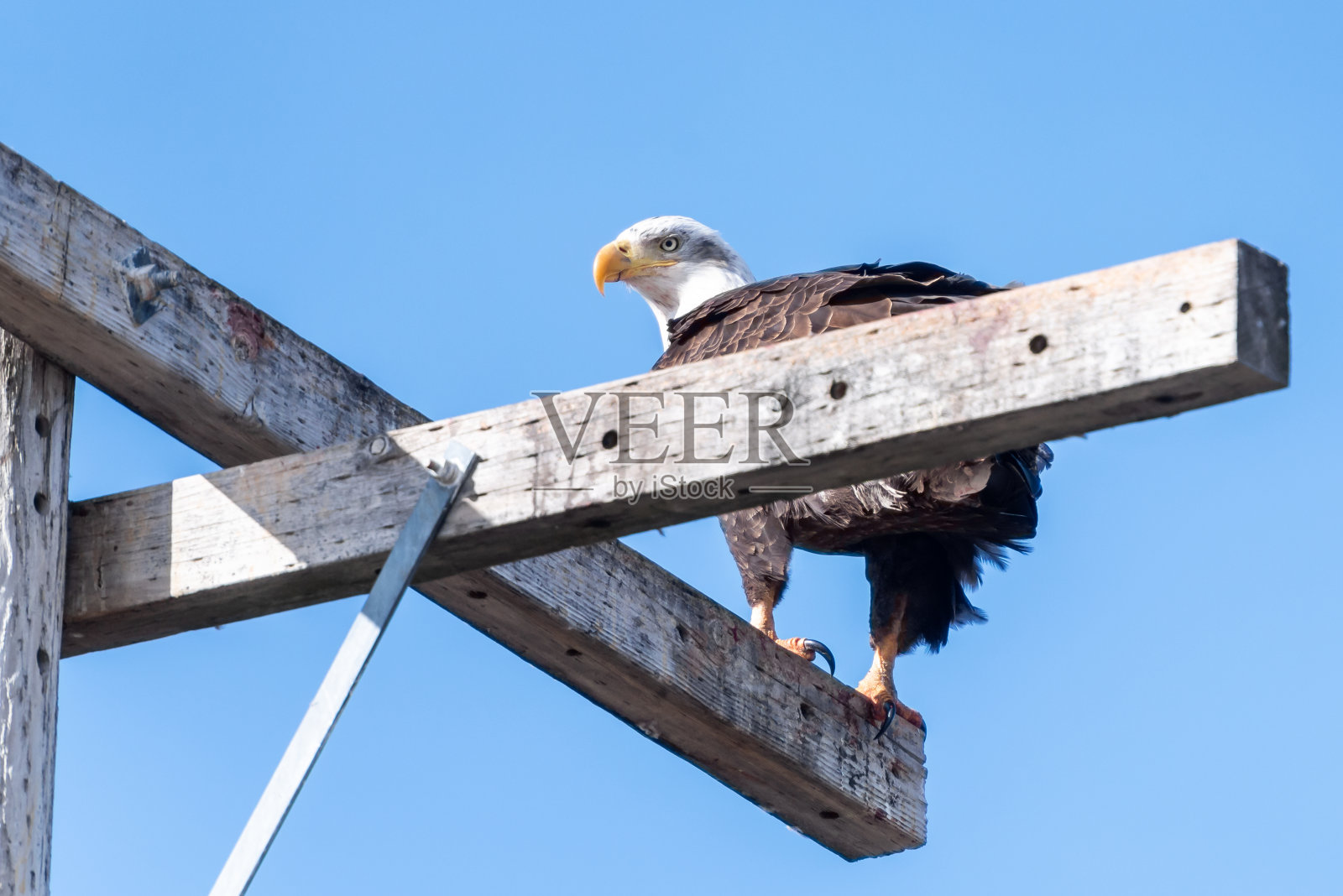 不久,鹰照片摄影图片