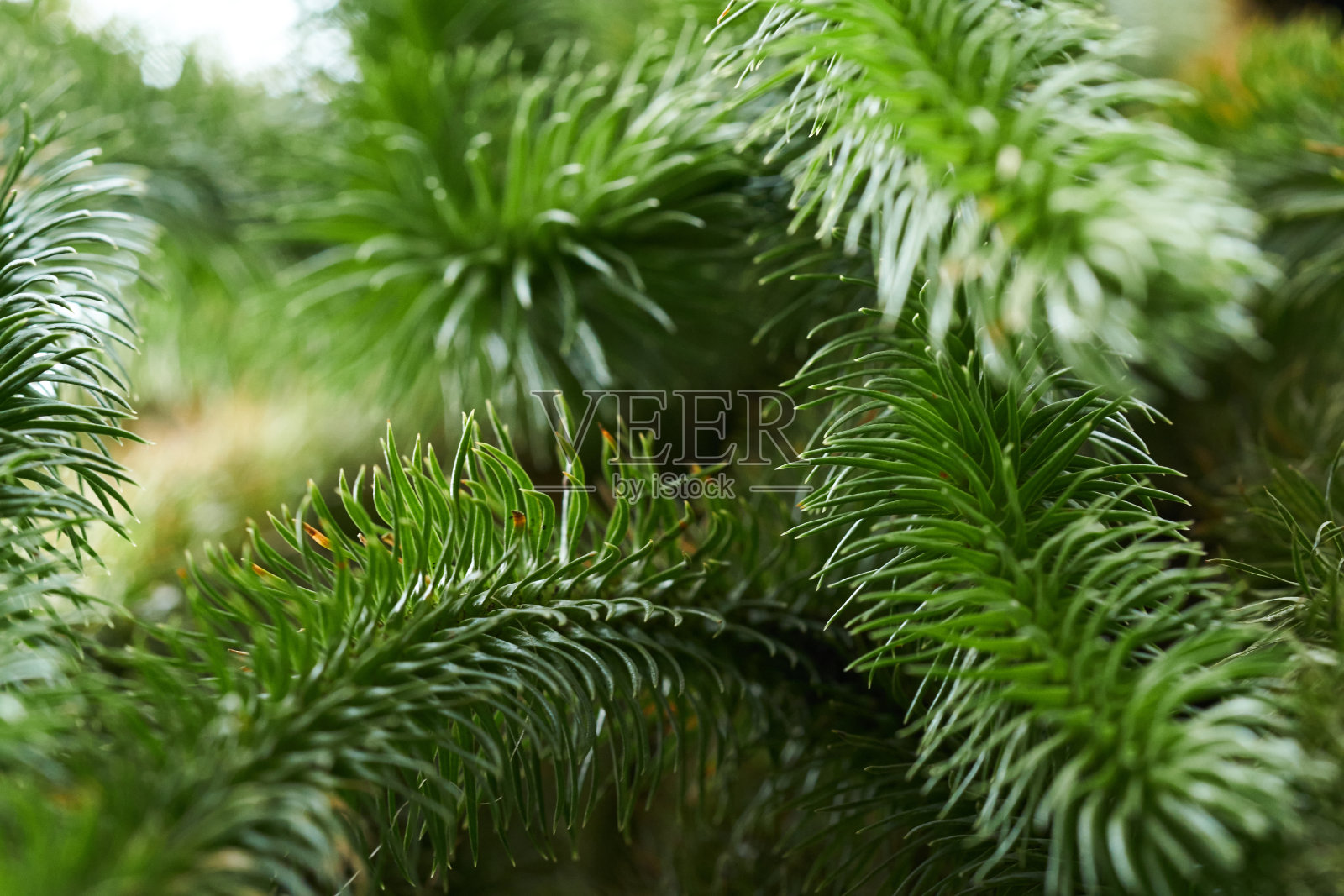 痒的叶子照片摄影图片