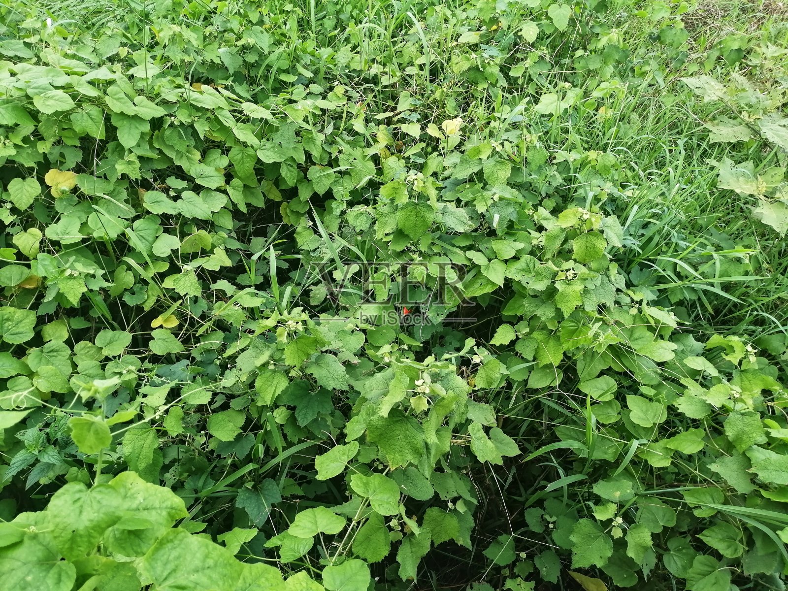 绿地照片摄影图片