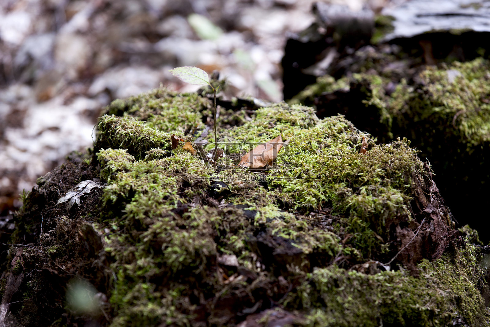 加拿大安大略省，森林地面上的苔藓。照片摄影图片