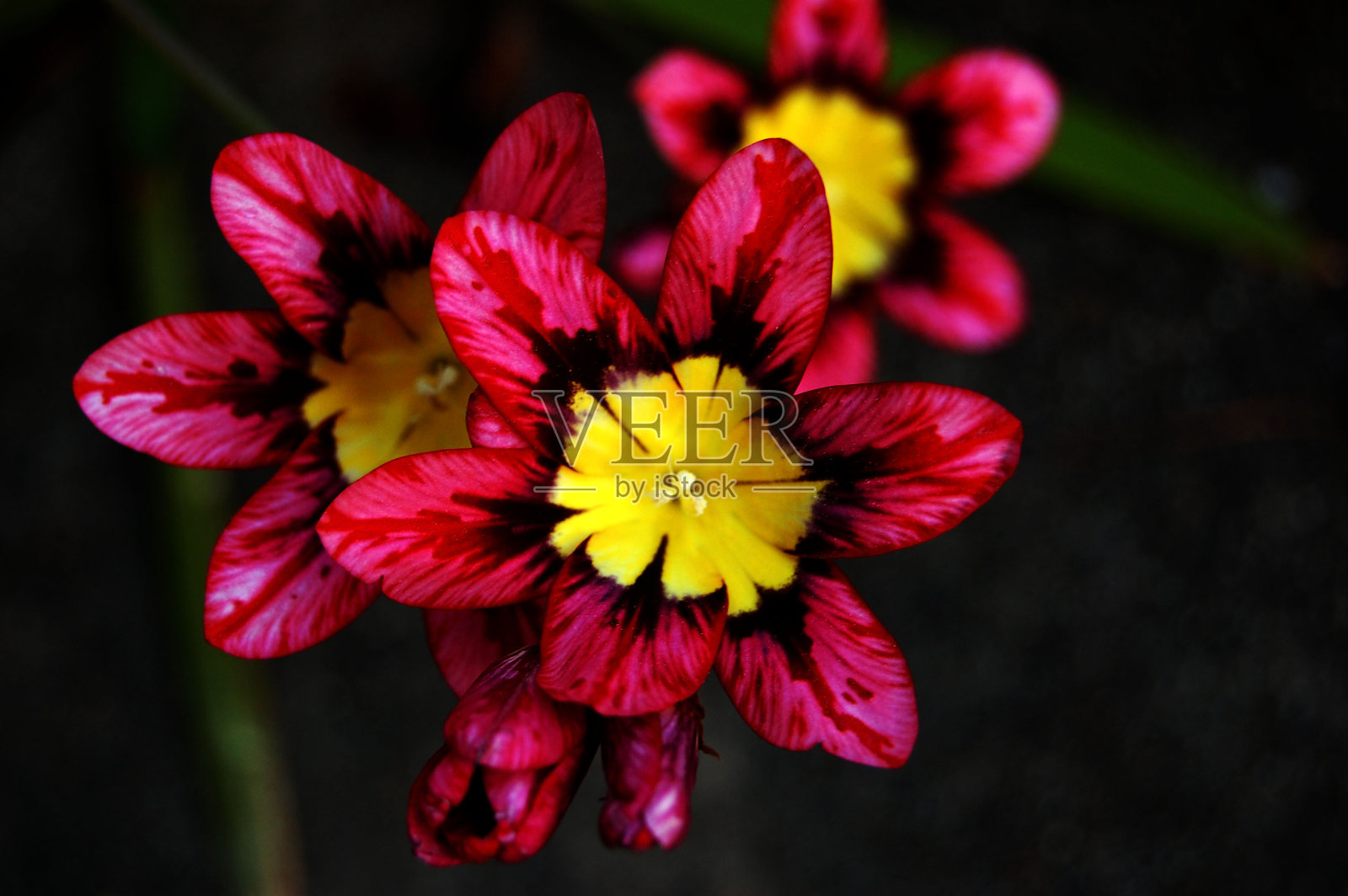 红色和黄色的花照片摄影图片