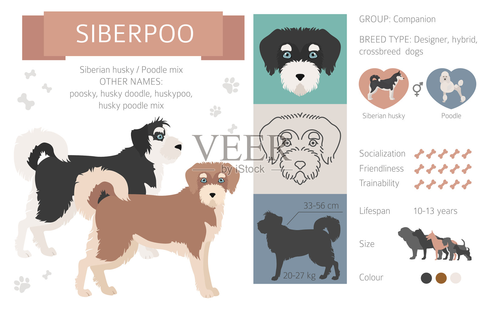 设计犬杂交杂交杂交犬插画图片素材