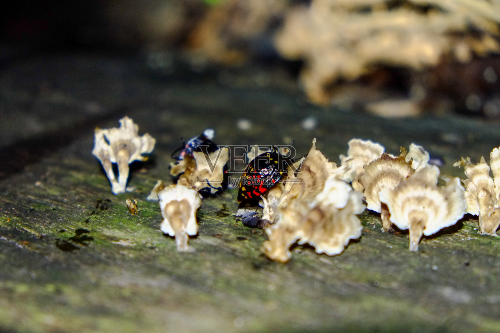 南美洲秘鲁伊基托斯的亚马逊河深处照片摄影图片