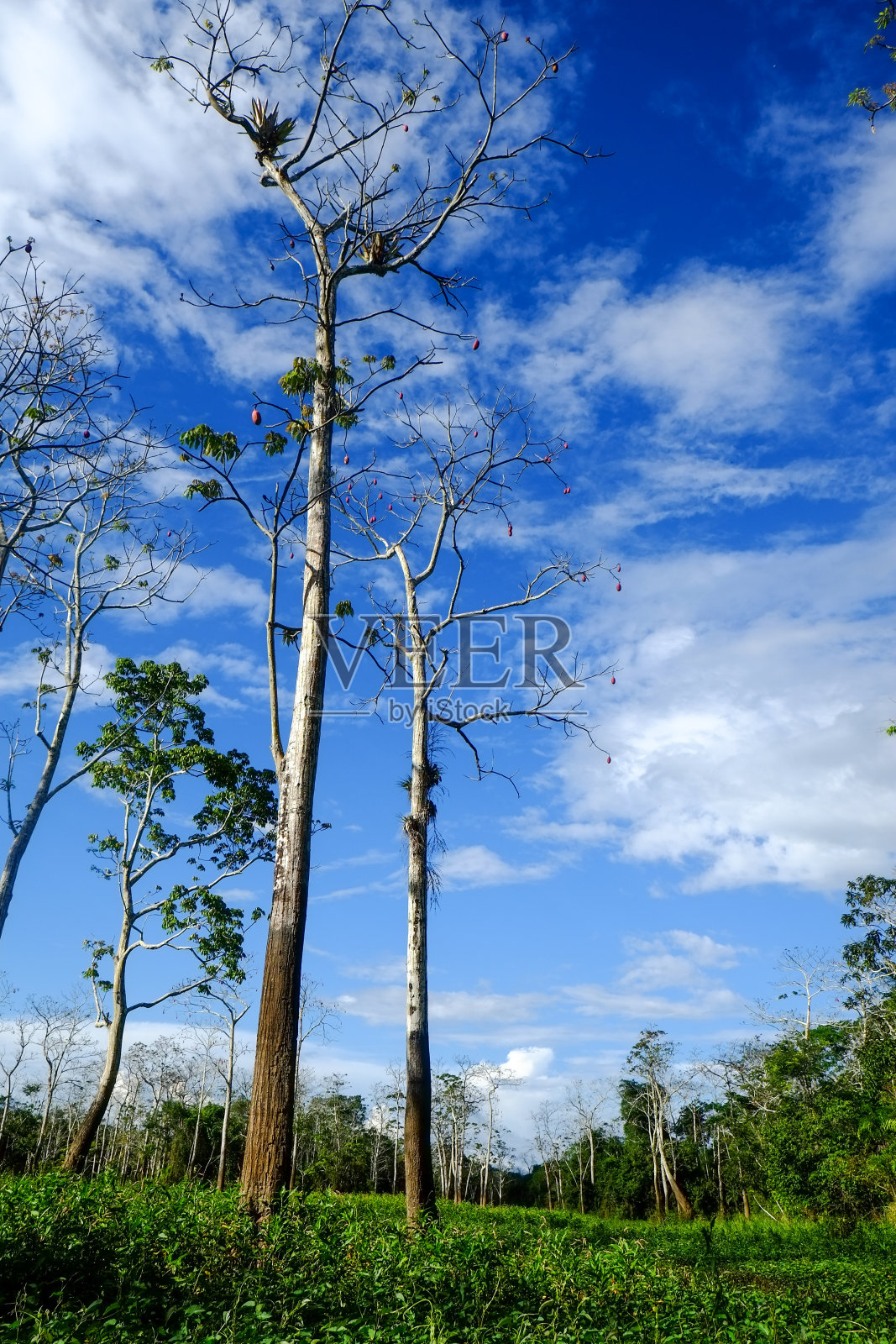 南美洲秘鲁伊基托斯的亚马逊河深处照片摄影图片