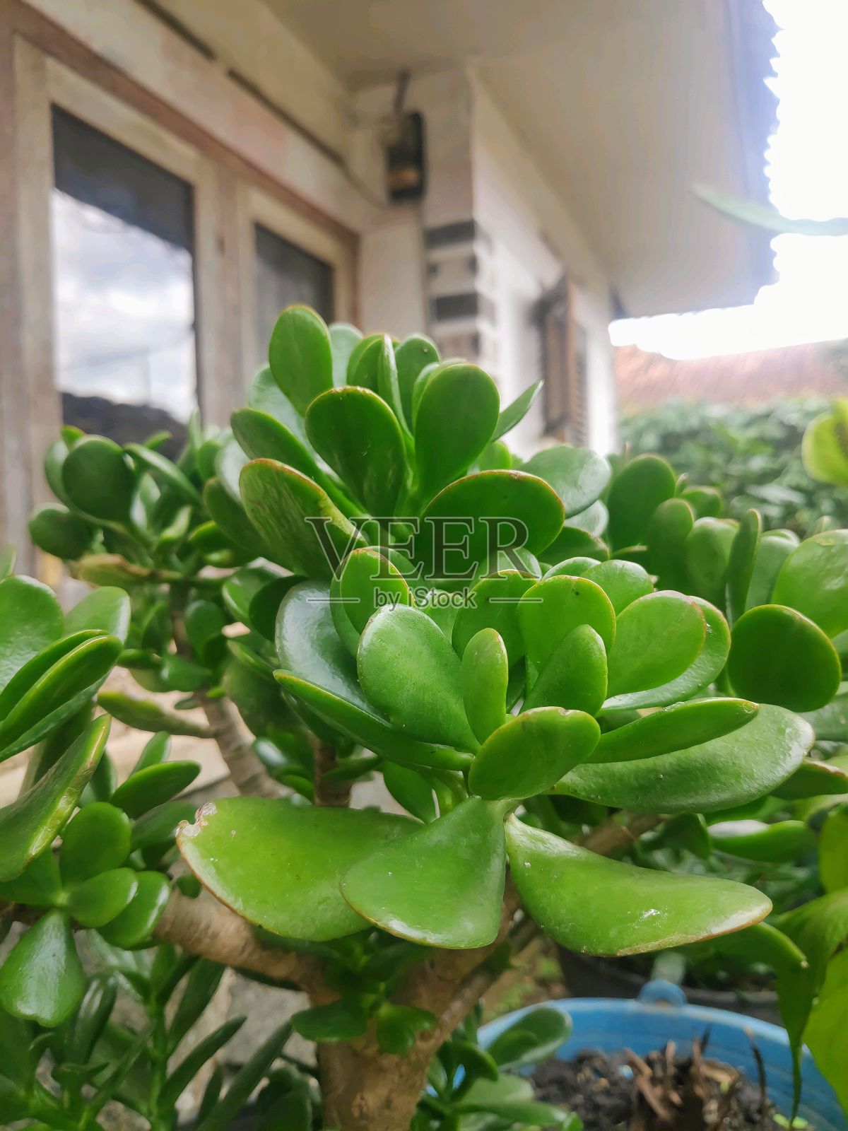 绿色的叶子照片摄影图片