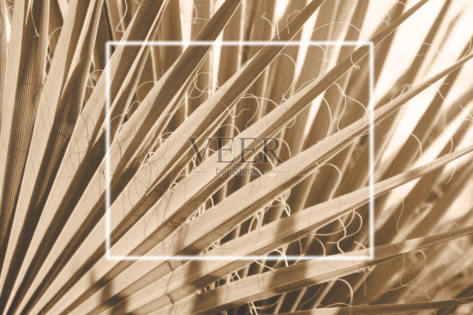 潮流的棕榈叶掀起香槟色与白色框架设计。热门的颜色。2021年的颜色。照片摄影图片