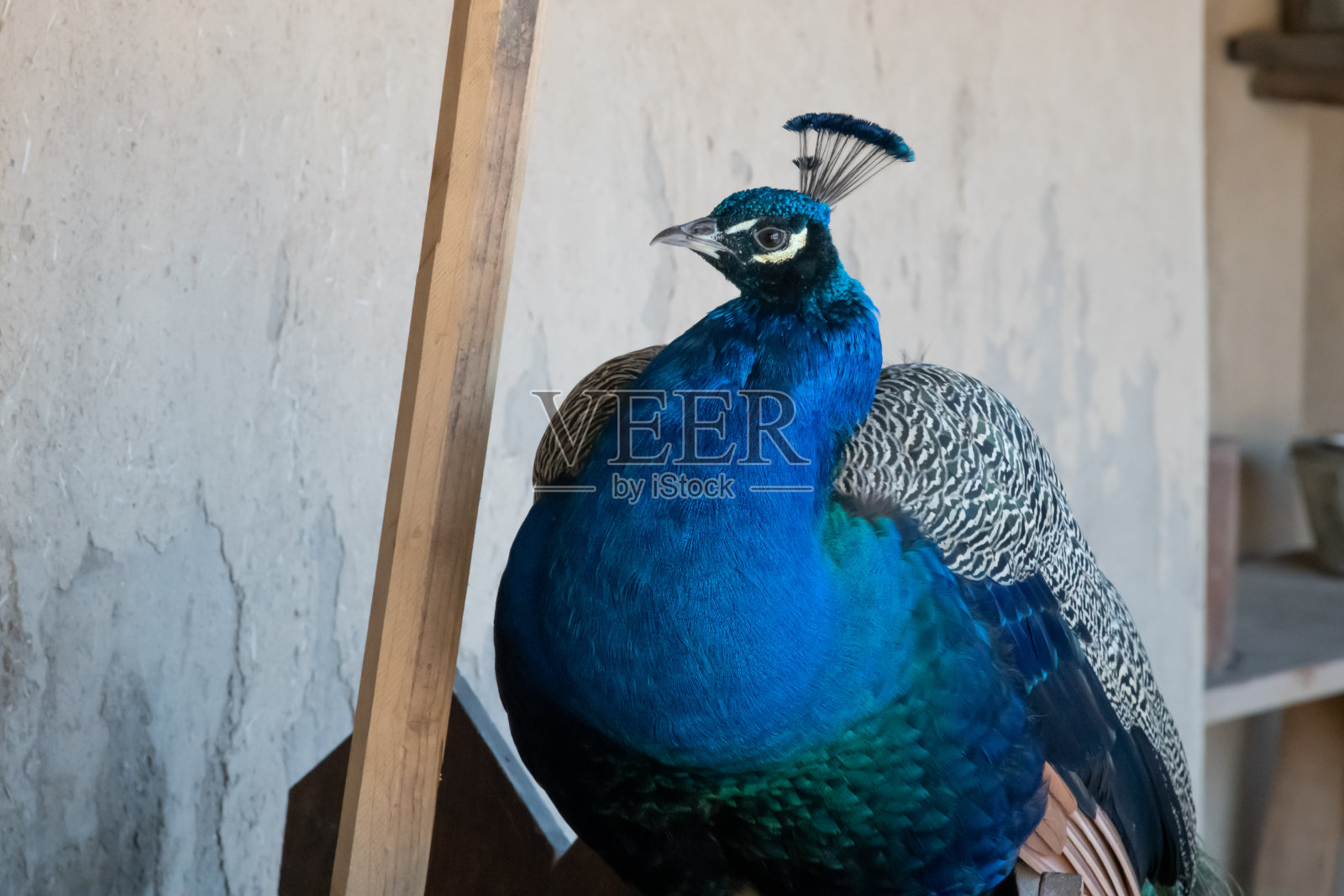 孔雀坐在篱笆上照片摄影图片