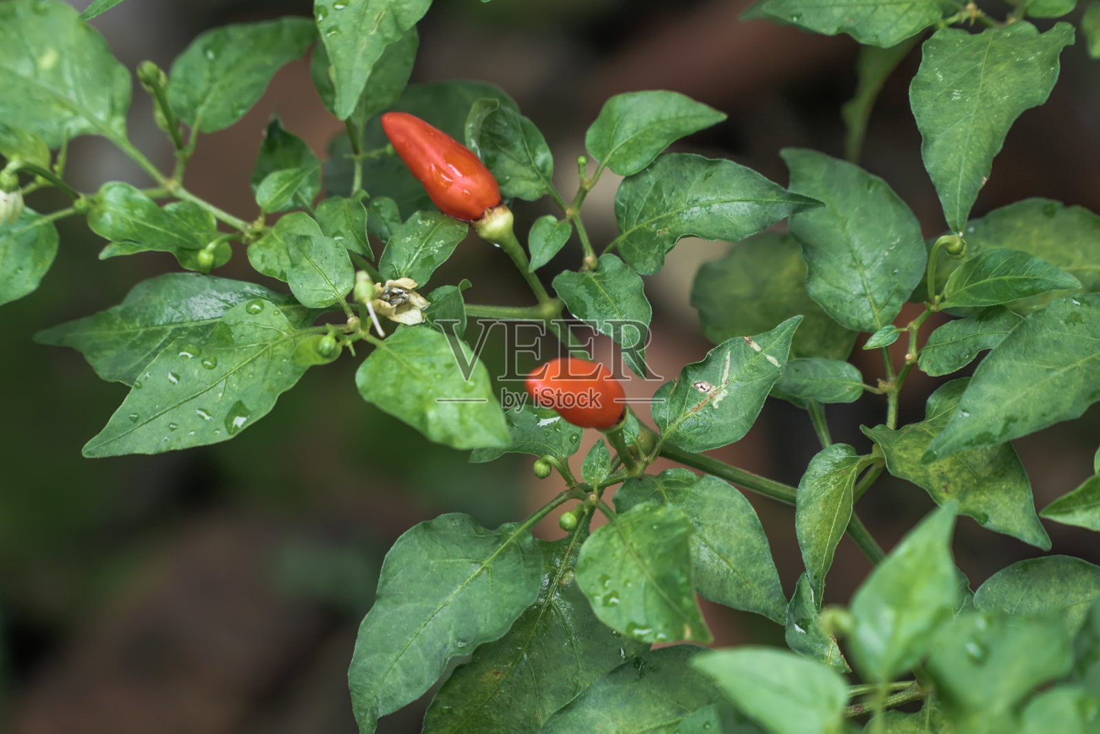 红辣椒照片摄影图片