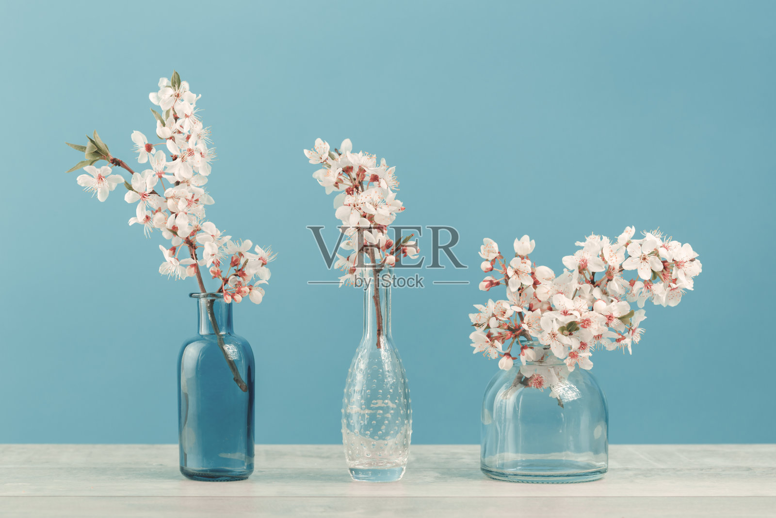 春天开花的树枝插在一个花瓶上，嫩嫩的蓝色照片摄影图片