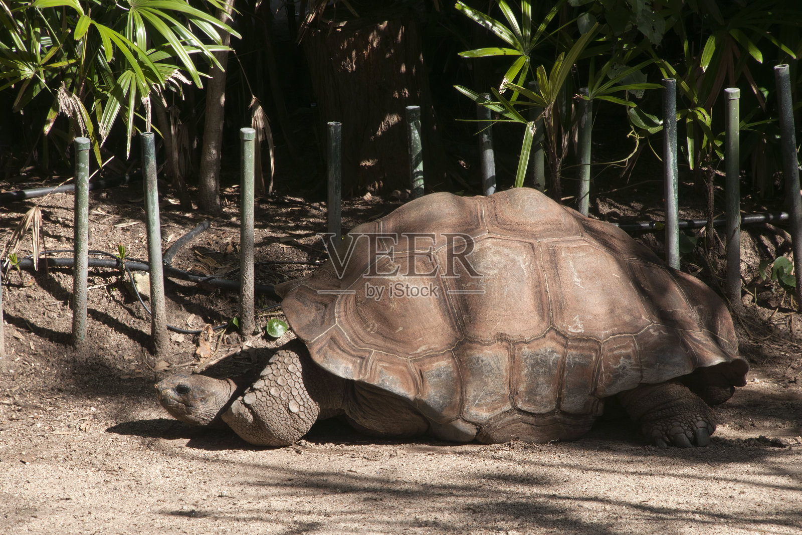 移动缓慢的亚达伯拉巨龟照片摄影图片