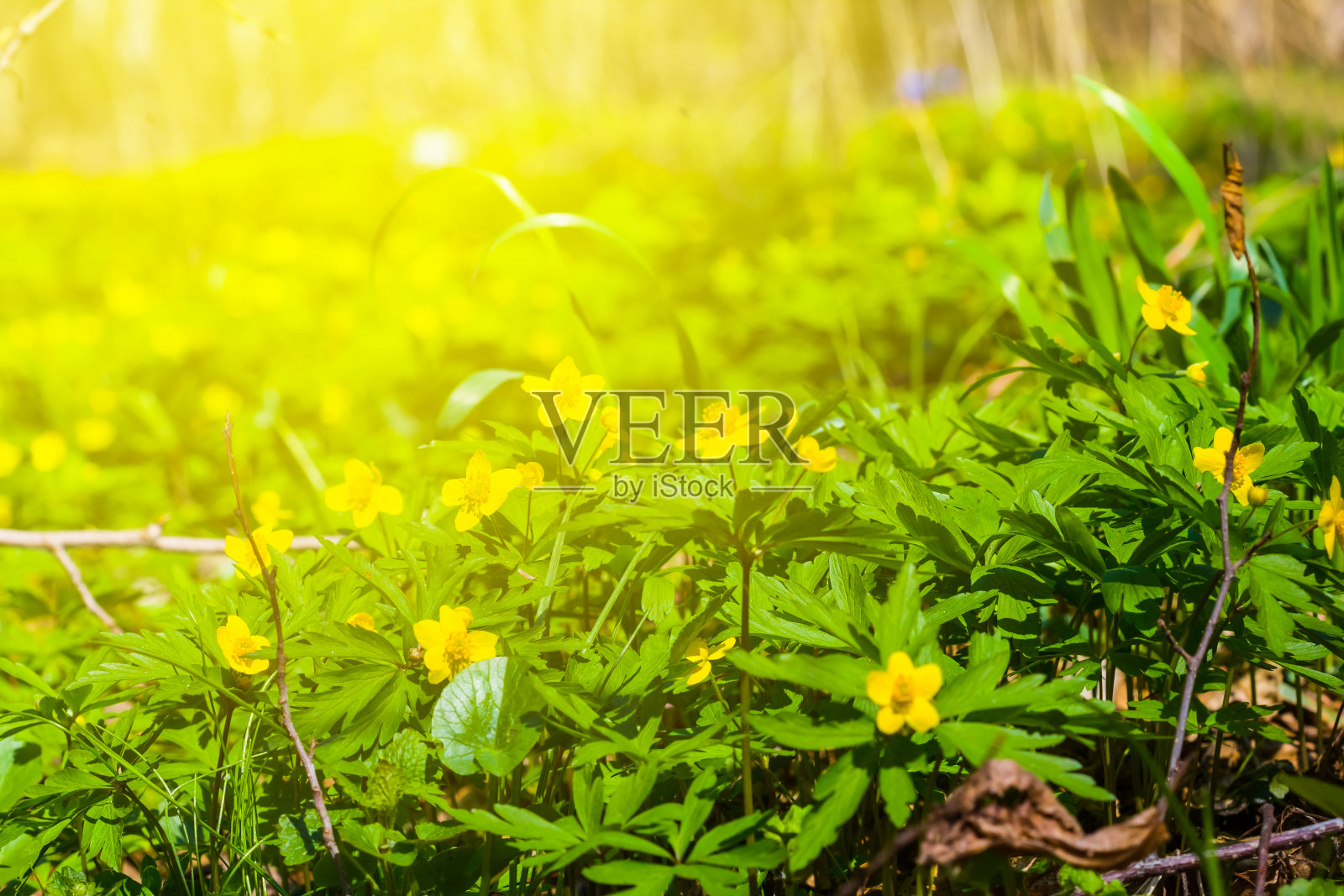 阳光下美丽的林间空地照片摄影图片