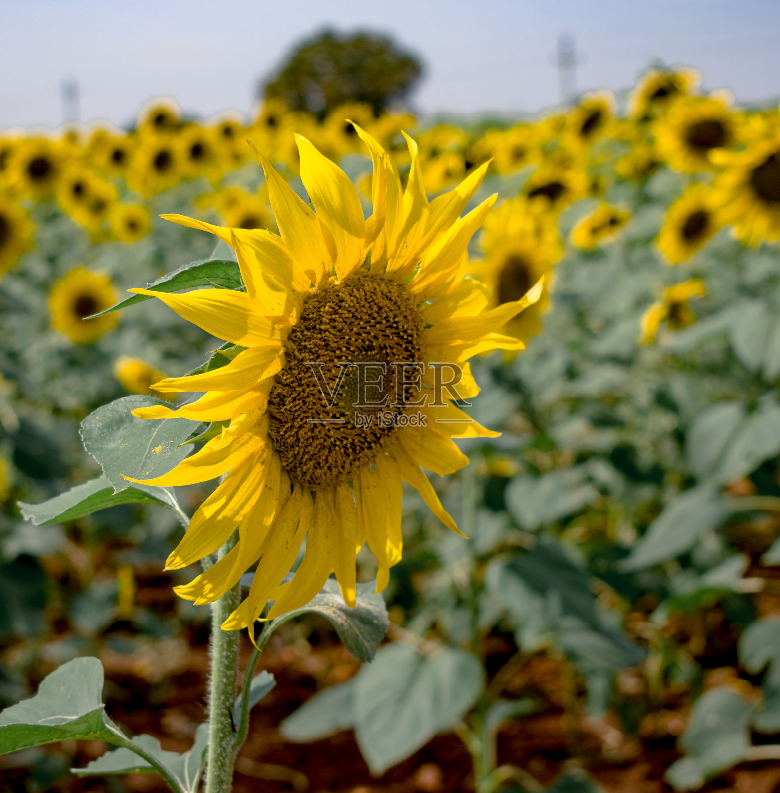 美丽的向日葵正午特写镜头。照片摄影图片