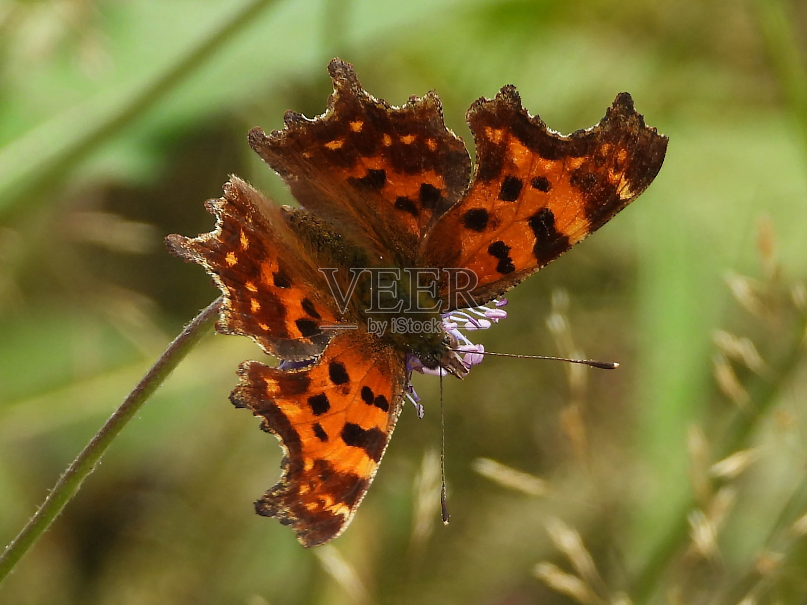 魔鬼罗伯特(Polygonia c-album)照片摄影图片