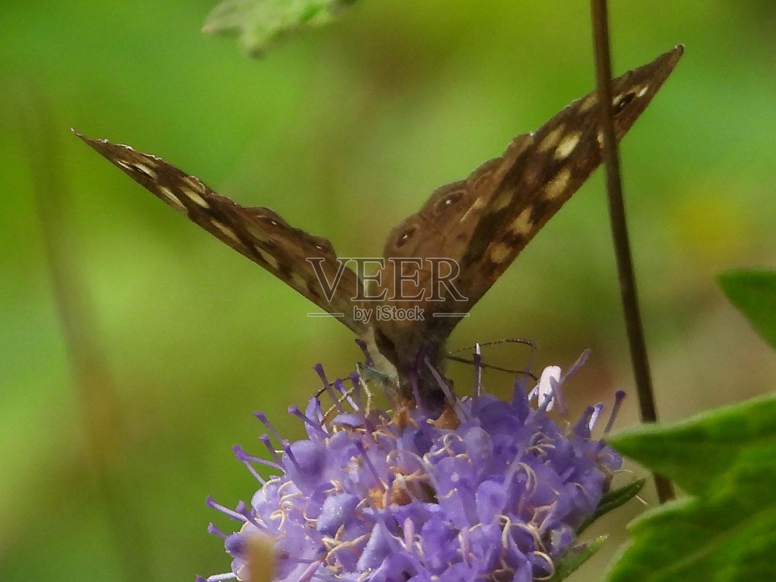 蒂尔西斯照片摄影图片