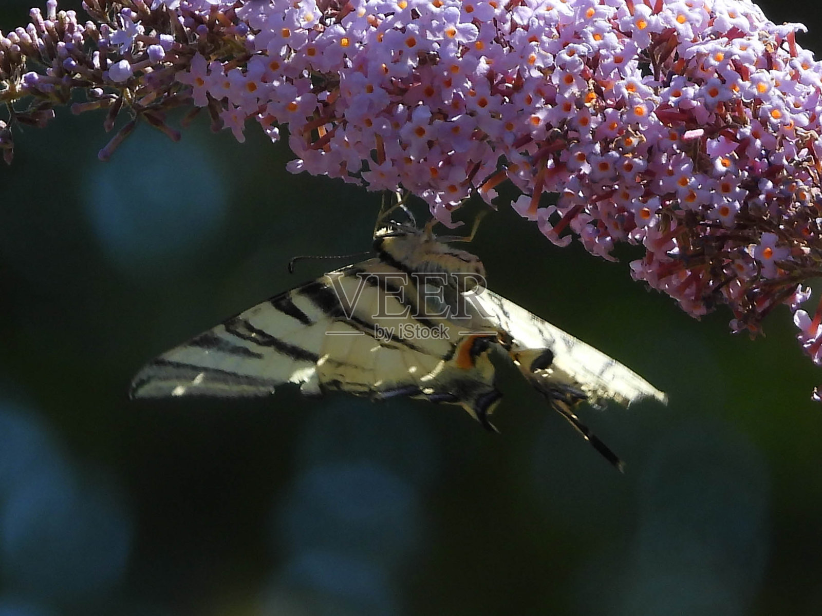 弗兰贝（伊菲克莱德斯·梅里乌斯）照片摄影图片