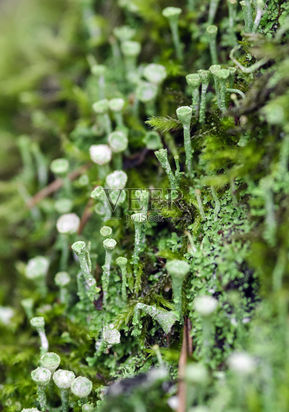 摩瑞亚和克蕾几个叶松照片摄影图片