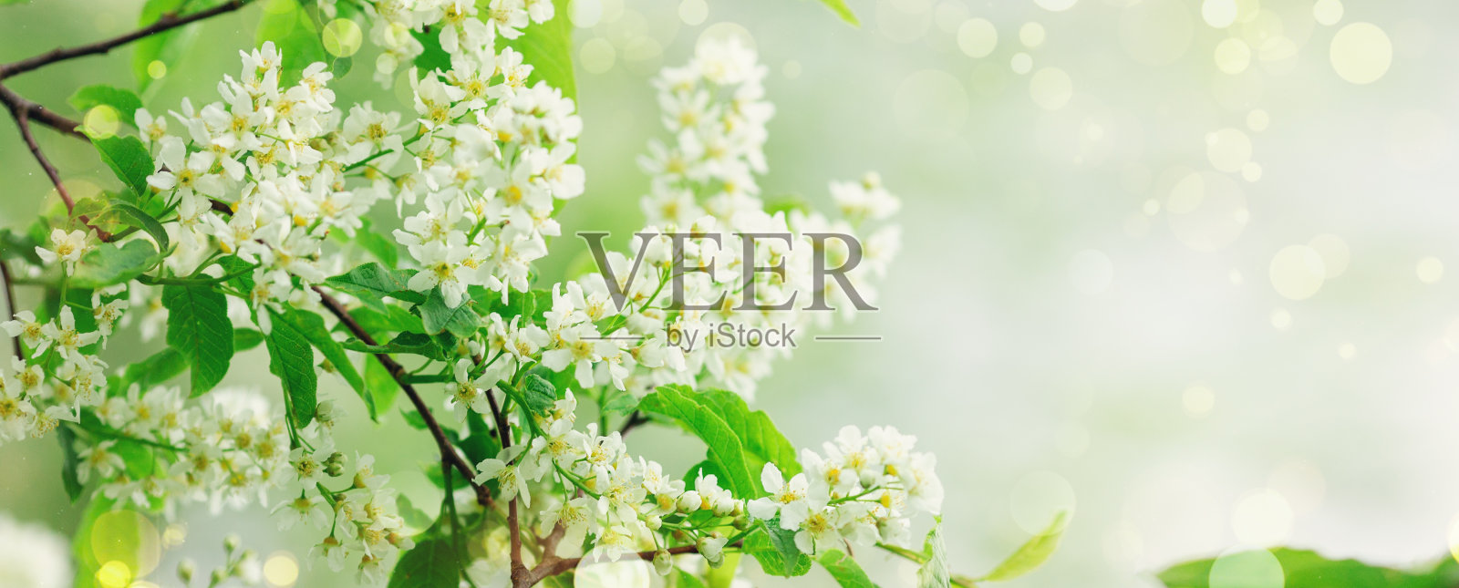 春天的旗帜与鸟樱花树在盛开。花的背景。大自然中的樱花鸟。副本的空间。软焦点照片摄影图片