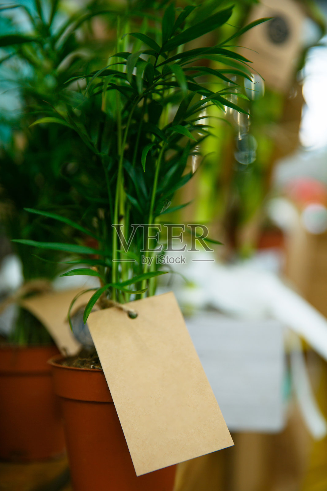绿色室内金龟子植物与标签在花盆内站在室内架子上照片摄影图片