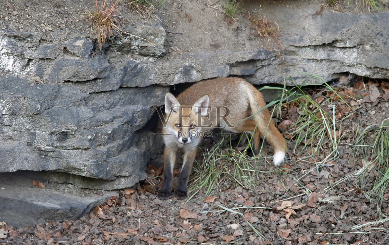 狐狸幼崽玩照片摄影图片